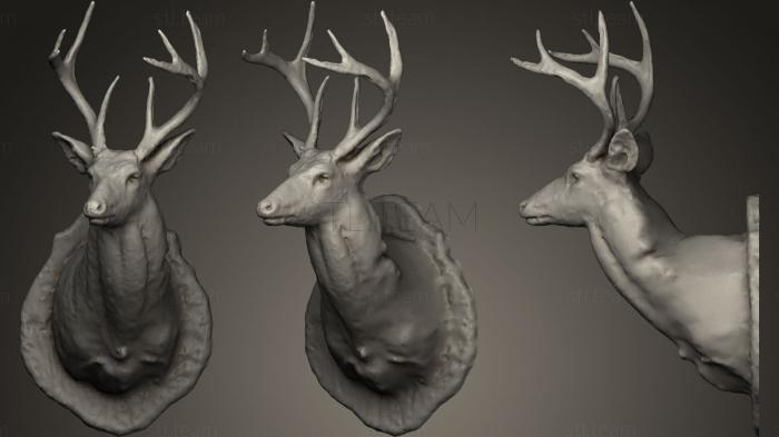 3D model Deer Head Mount (STL)